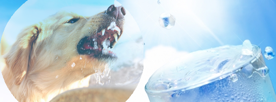 ウォーターサーバーの水の種類 天然水 Ro水 犬やペット も飲めるウォーターサーバー