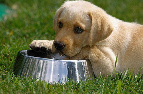 犬やペットにウォーターサーバーの水は問題ない 犬やペット も飲めるウォーターサーバー